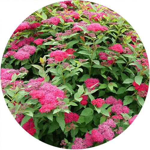 Spirea shrub with hot pink blooms.